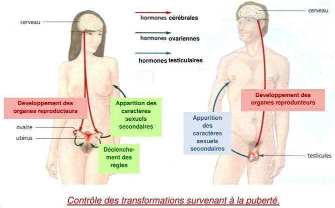 Déclenchement puberté