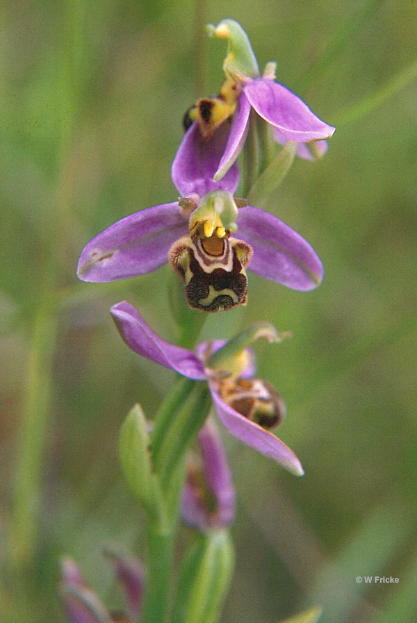 Ophrys apifera